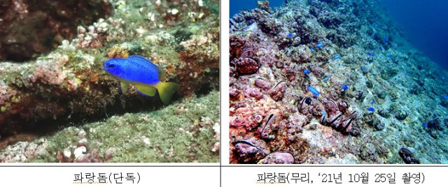 개체수가 급격하게 증가한 열대성 어류 파랑돔. 국립생물자원관 제공