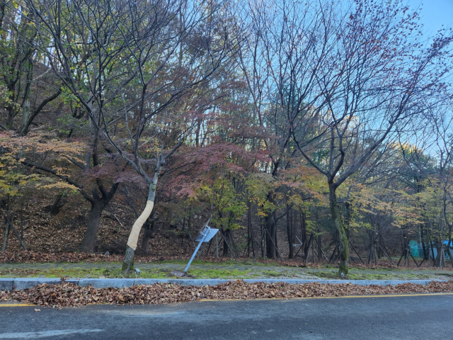 지난 19일 발생한 동구 팔공산순환로 차량 전복사고 발생 지점 부근 도로. 김지수 기자