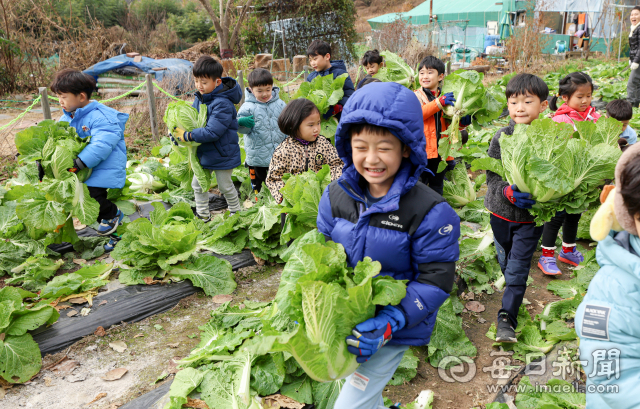 27일 대구 달성군 유가읍의 한 텃밭에서 비슬향 유치원 어린이들이 직접 가꾼 배추를 옮기고 있다. 이날 140여 명의 어린이들은 고사리손으로 김장 체험에 사용할 배추 400포기를 직접 옮겼다. 담근 김치는 1년 동안 유치원 급식을 통해 반찬으로 제공될 예정이다. 안성완 기자 asw0727@imaeil.com