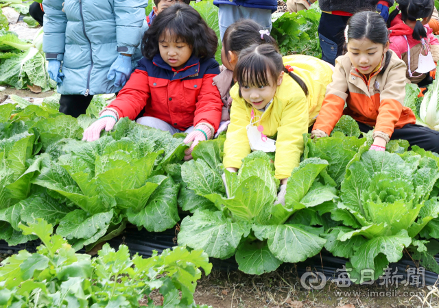 27일 대구 달성군 유가읍의 한 텃밭에서 비슬향 유치원 어린이들이 직접 가꾼 배추를 옮기고 있다. 이날 140여 명의 어린이들은 고사리손으로 김장 체험에 사용할 배추 400포기를 직접 옮겼다. 담근 김치는 1년 동안 유치원 급식을 통해 반찬으로 제공될 예정이다. 안성완 기자 asw0727@imaeil.com