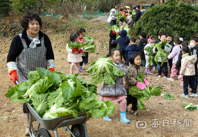 27일 대구 달성군 유가읍의 한 텃밭에서 비슬향 유치원 어린이들이 직접 가꾼 배추를 옮기고 있다. 이날 140여 명의 어린이들은 고사리손으로 김장 체험에 사용할 배추 400포기를 직접 옮겼다. 담근 김치는 1년 동안 유치원 급식을 통해 반찬으로 제공될 예정이다. 안성완 기자 asw0727@imaeil.com