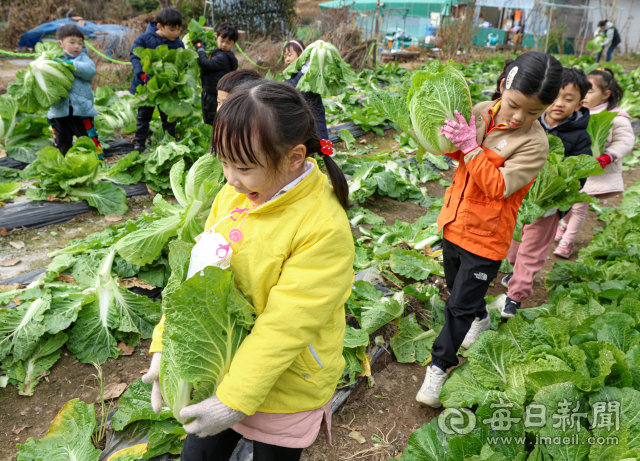 27일 대구 달성군 유가읍의 한 텃밭에서 비슬향 유치원 어린이들이 직접 가꾼 배추를 옮기고 있다. 이날 140여 명의 어린이들은 고사리손으로 김장 체험에 사용할 배추 400포기를 직접 옮겼다. 담근 김치는 1년 동안 유치원 급식을 통해 반찬으로 제공될 예정이다. 안성완 기자 asw0727@imaeil.com