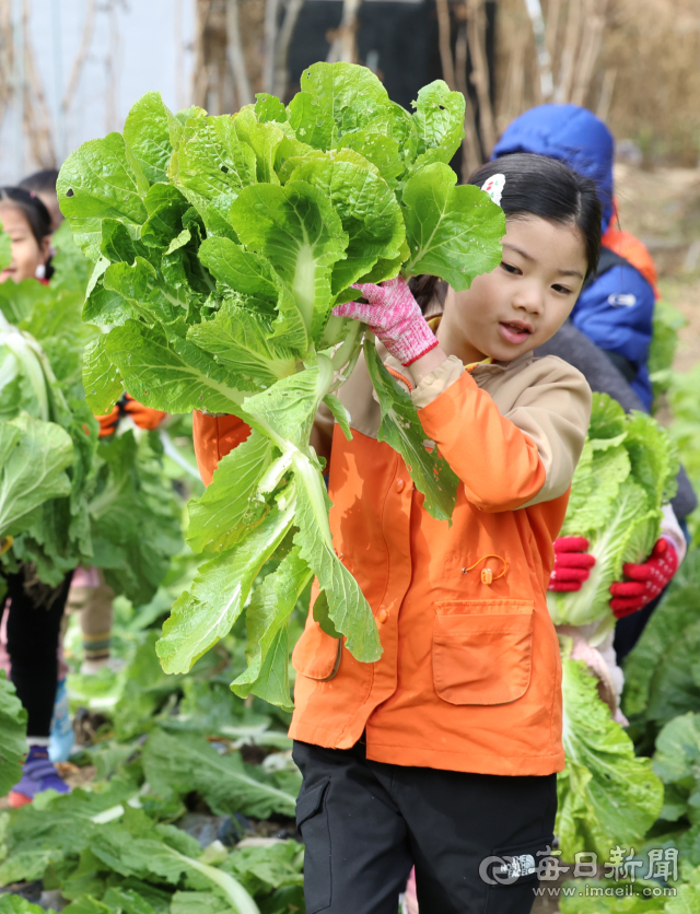 27일 대구 달성군 유가읍의 한 텃밭에서 비슬향 유치원 어린이들이 직접 가꾼 배추를 옮기고 있다. 이날 140여 명의 어린이들은 고사리손으로 김장 체험에 사용할 배추 400포기를 직접 옮겼다. 담근 김치는 1년 동안 유치원 급식을 통해 반찬으로 제공될 예정이다. 안성완 기자 asw0727@imaeil.com