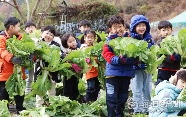 27일 대구 달성군 유가읍의 한 텃밭에서 비슬향 유치원 어린이들이 직접 가꾼 배추를 옮기고 있다. 이날 140여 명의 어린이들은 고사리손으로 김장 체험에 사용할 배추 400포기를 직접 옮겼다. 담근 김치는 1년 동안 유치원 급식을 통해 반찬으로 제공될 예정이다. 안성완 기자 asw0727@imaeil.com