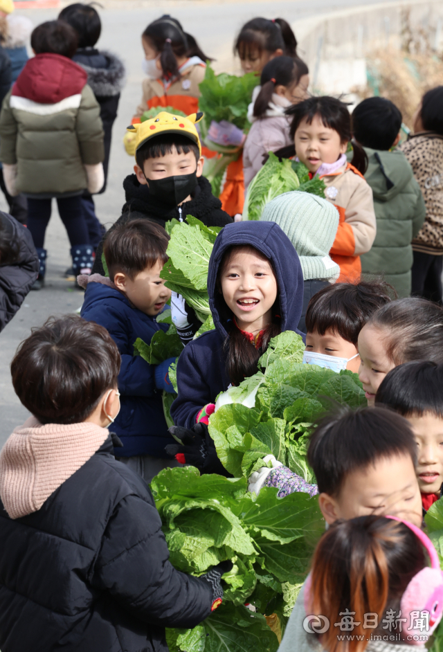 27일 대구 달성군 유가읍의 한 텃밭에서 비슬향 유치원 어린이들이 직접 가꾼 배추를 옮기고 있다. 이날 140여 명의 어린이들은 고사리손으로 김장 체험에 사용할 배추 400포기를 직접 옮겼다. 담근 김치는 1년 동안 유치원 급식을 통해 반찬으로 제공될 예정이다. 안성완 기자 asw0727@imaeil.com