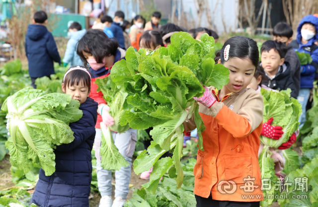 27일 대구 달성군 유가읍의 한 텃밭에서 비슬향 유치원 어린이들이 직접 가꾼 배추를 옮기고 있다. 이날 140여 명의 어린이들은 고사리손으로 김장 체험에 사용할 배추 400포기를 직접 옮겼다. 담근 김치는 1년 동안 유치원 급식을 통해 반찬으로 제공될 예정이다. 안성완 기자 asw0727@imaeil.com