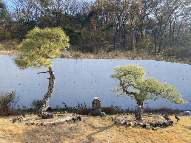 러키더키 식물원 앞에 심겨진 소나무다. 이 소나무의 가격은 수억원대라고 한다. 홍수현 기자