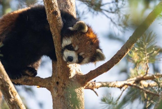 ¿Existe rivalidad entre ‘Fubao’… Tres ‘pandas rojos’ llegan al Gran Parque de Seúl – Semanario diario

 CINEINFO12