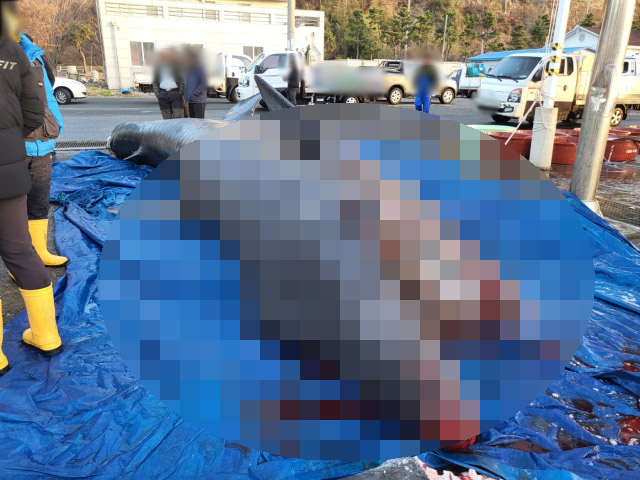 8일 오전 포항시 남구 장기면 앞바다에서 그물에 걸려 죽은 채 발견된 돌묵상어를 어민들이 살펴보고 있다. 독자제공.
