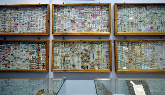 애드몬트 수도원 자연사 박물관.과학자 가브리엘 스트로블 신부가 수집한 벌레와 나비 수집품이 한 방을 가득 메우고 있었다.