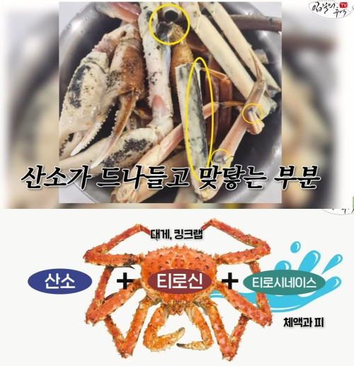 수산물 유튜버 