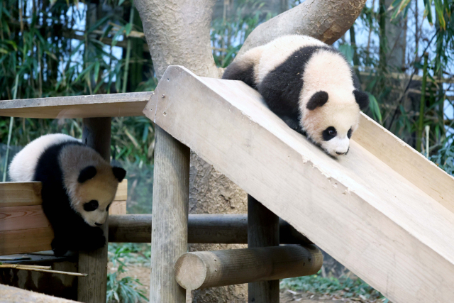 3일 경기 용인시 에버랜드에서 쌍둥이 판다 루이바오와 후이바오가 방사장 나들이를 하고 있다. 연합뉴스