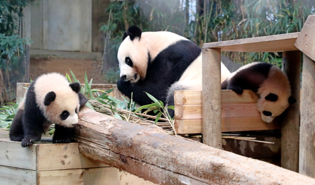 3일 오전 경기도 용인시 에버랜드에서 쌍둥이 판다 루이바오와 후이바오가 방사장 나들이를 하고 있다. 연합뉴스