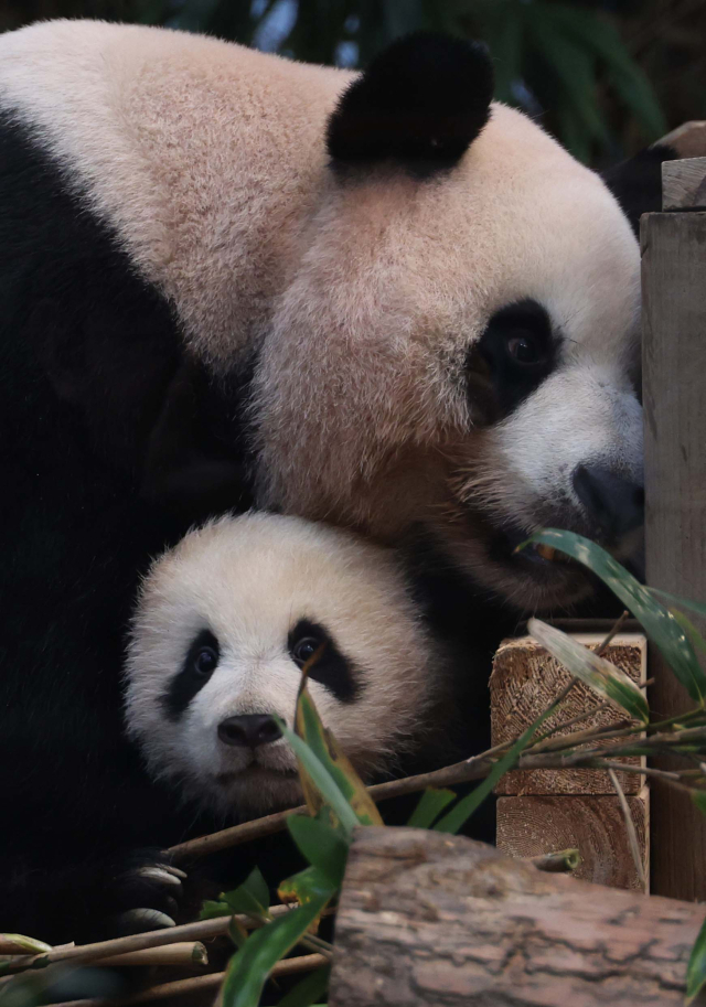 3일 오전 경기도 용인시 에버랜드에서 쌍둥이 판다 후이바오가 엄마 아이바오와 방사장 나들이를 하고 있다. 에버랜드는 오는 4일부터 쌍둥이 판다 루이바오와 후이바오를 일반에 공개한다. 연합뉴스