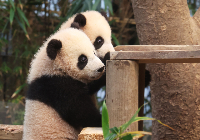 3일 오전 경기도 용인시 에버랜드에서 쌍둥이 판다 루이바오와 후이바오가 방사장 나들이를 하고 있다. 연합뉴스