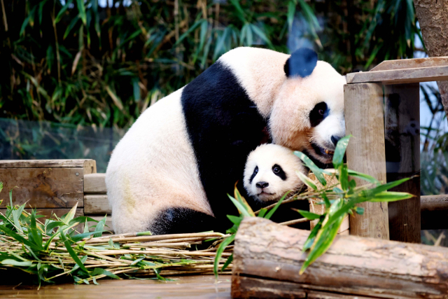 3일 오전 경기도 용인시 에버랜드에서 쌍둥이 판다 루이바오와 후이바오가 엄마 아이바오와 방사장 나들이를 하고 있다. 에버랜드는 오는 4일부터 쌍둥이 판다 루이바오와 후이바오를 일반에 공개한다. 연합뉴스