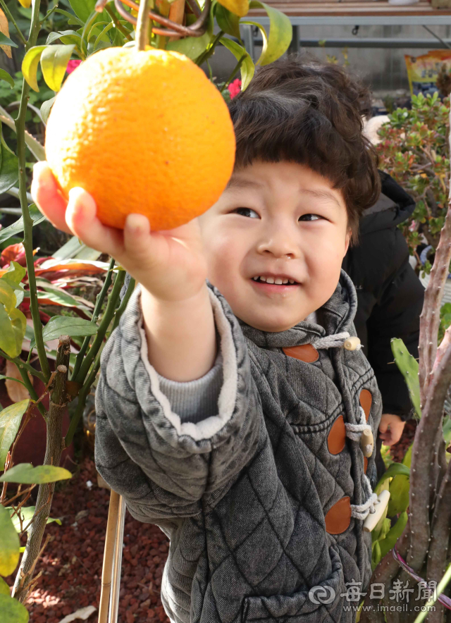 8일 대구 달성토성마을 정원 온실을 찾은 한 아이가 신기한 표정으로 한라봉을 만져보고 있다. 달성토성 둘레에 살고 있는 서구 비산 2·3동 주민들은 겨울 화분을 보관할 데가 마땅치 않아 지난 2018년부터 동네에 커다란 온실을 만들어 보관하며, 전시장으로도 활용하고 있다. 정운철 기자 woon@imaeil.com