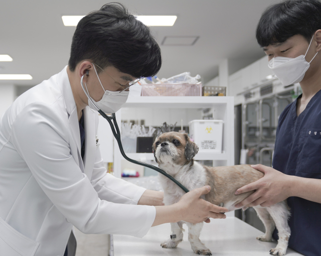 대구바른동물의료센터 이세원 원장이 강아지를 진료하고 있다. 대구바른동물의료센터 제공.