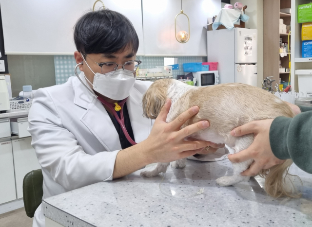 대구동물메디컬센터 유호성 원장이 강아지를 진료하고 있다. 대구동물메디컬센터 제공