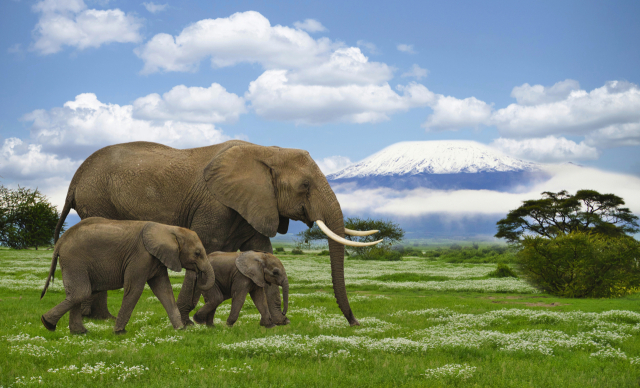 암보셀리공원에서 코끼리.암보셀리국립공원은 킬리만자로를 가장 잘 볼 수 있는 야생동물 수렵금지 구역이다.