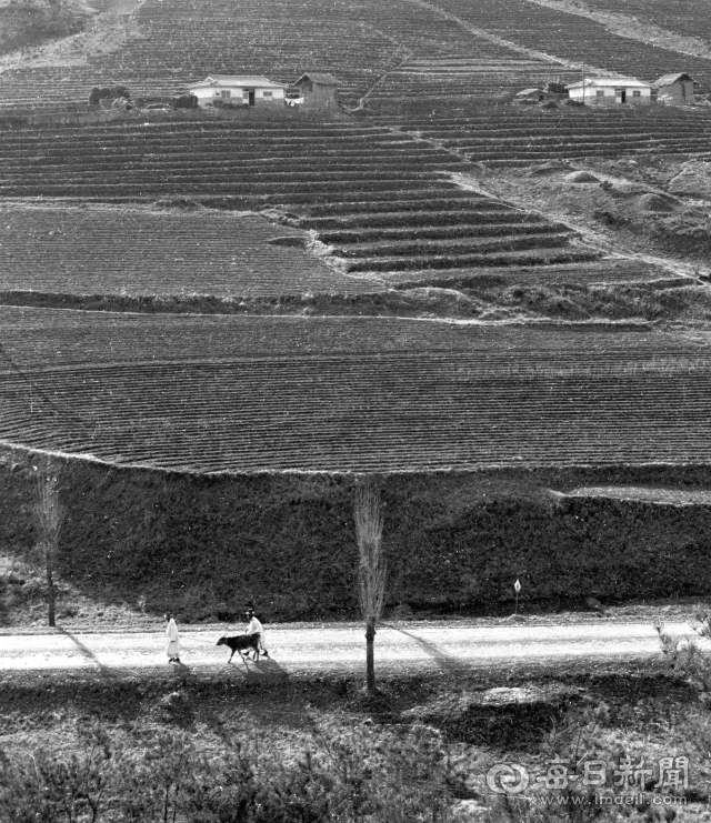 1965년 2월 청송군 진보면 이촌리 산 58-11 일대가 다단계식 농지로 탈바꿈한 가운데 촌로가 진보장에서 송아지를 사 집으로 돌아가고 있다. 사진=매일아카이빙센터