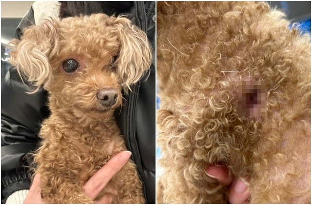 한 번 유기됐다가 인식칩이 제거된 채 또다시 버려진 푸들. 포인핸드