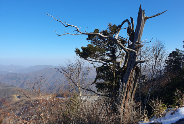 덕유산 설천봉의 슬로프 근처에 있는 주목. 마른 줄기와 살아 있는 가지가 어울려 