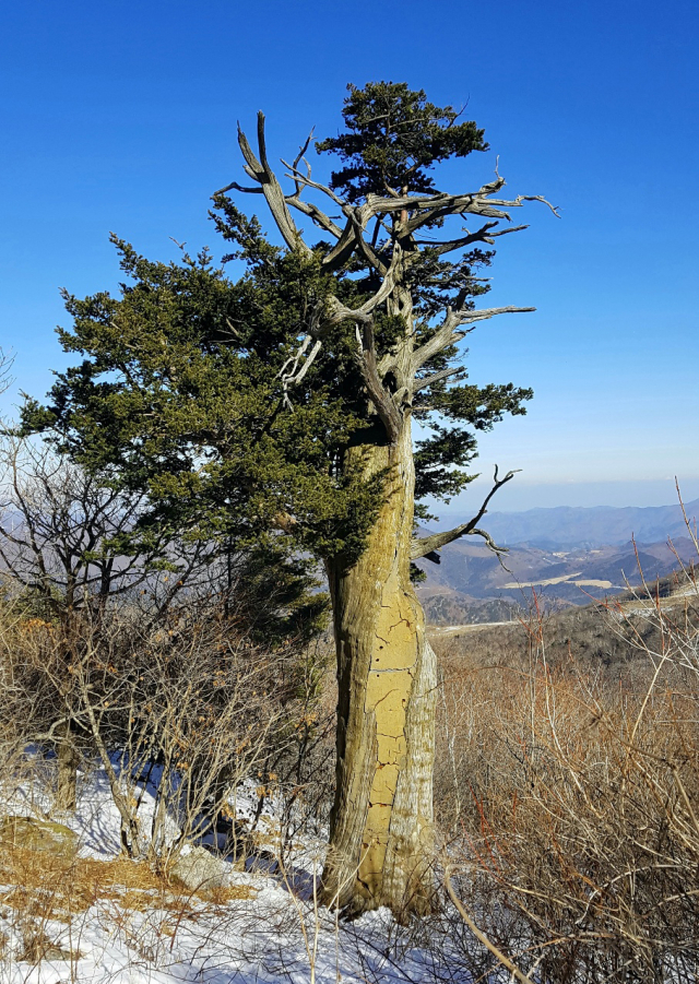 강원도 함백산에 있는 아름드리 주목. 우종식 씨 제공