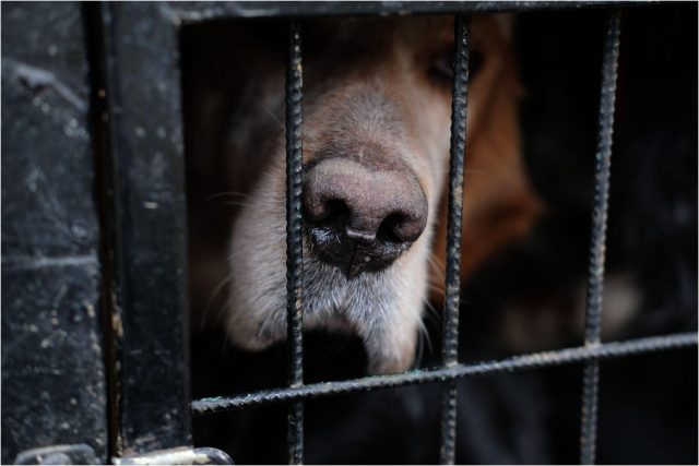 '개식용 종식 특별법'은 식용을 목적으로 개를 사육·도살·유통·판매하는 행위를 일절 금지하고 있으며, 법 위반시 징역 2-3년, 벌금 2~3천만원으로 그 처벌도 엄중하다.