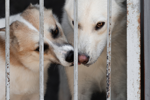 '개식용 종식 특별법'은 식용을 목적으로 개를 사육·도살·유통·판매하는 행위를 일절 금지하고 있으며, 법 위반시 징역 2-3년, 벌금 2~3천만원으로 그 처벌도 엄중하다.