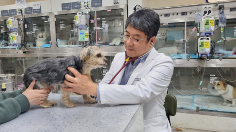 [반려동물 건강톡톡] 강아지도 암걸리면 항암치료…예후는?