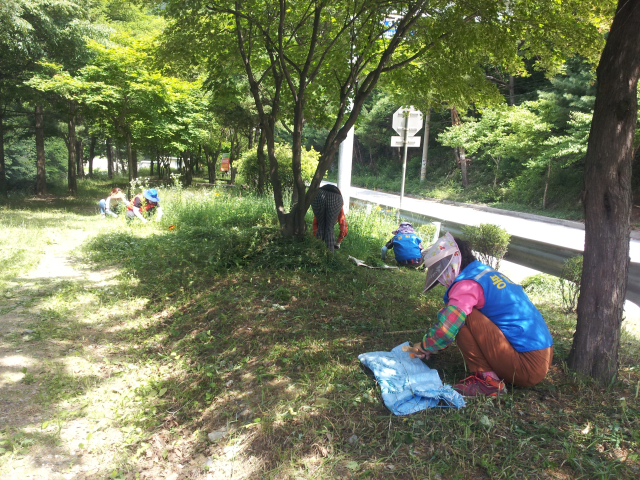 공공일자리사업에 참여한 근로자들이 제초 작업을 하고 있다. 봉호ㅛㅏ군 제공