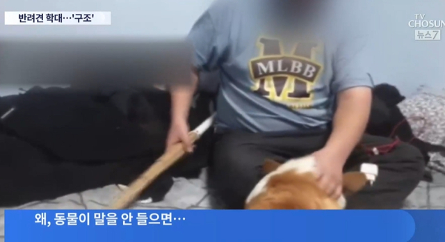 TV조선 보도화면 캡처