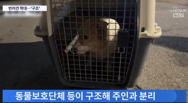 TV조선 보도화면 캡처