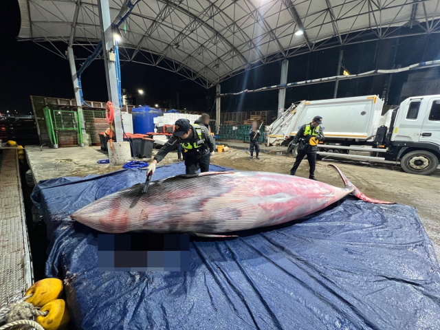22일 오전 포항시 남구 호미곶면 앞바다에서 혼획된 밍크고래에 불법 포획 흔적이 있는지 해양경찰관이 살펴보고 있다. 포항해양경찰서 제공.