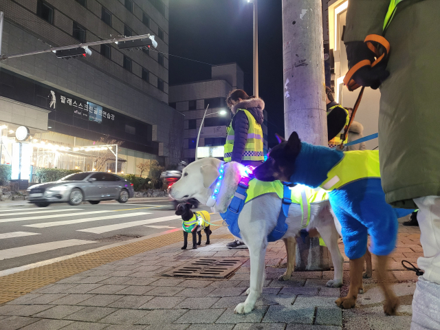 반려견 순찰대에는 중대형견이 많다. 선발에 제약을 둔 것은 아니지만 아무래도 