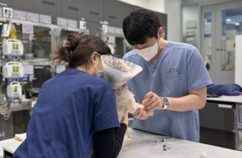 [반려동물 건강톡톡] 댕댕이 쓰다듬다 멍울이 만져지면 어떻게?