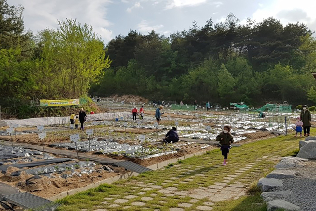 지난해 도시텃밭을 분양 받은 유치원생들과 시민들이 농작물을 경작하고 있다. 영주시 제공