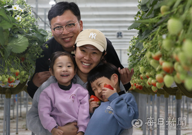 6일 경북 의성의 한 딸기 농장에서 대표 오동혁(35) 씨가 부인 이문영(32) 씨와 자녀 오도경(5) 군, 오연재(2) 양과 함께 즐거운 시간을 보내고 있다. 안성완 기자 asw0727@imaeil.com