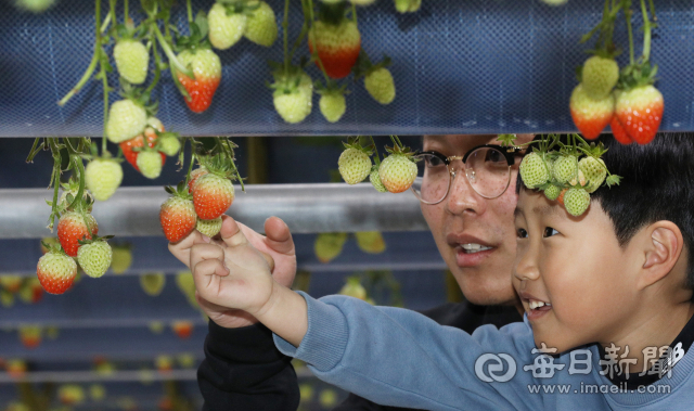 6일 경북 의성의 한 딸기 농장에서 대표 오동혁(35세) 씨가 아들 오도경(5세) 군과 함께 즐거운 시간을 보내고 있다. 안성완 기자 asw0727@imaeil.com