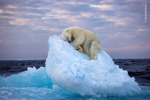 북극곰아 거긴 따뜻하니?…'얼음 침대' 2023년 최고 인기 야생사진 