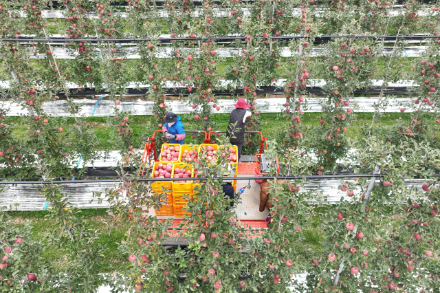 리프트를 이용해 청송사과를 수확하는 모습. 청송군 제공
