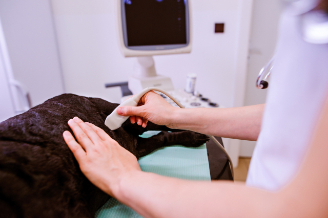강아지 자궁축농증은 초음파 검사로 진단할 수 있다. 클립아트코리아 이미지