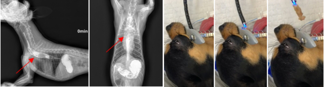 까미(치와와)는 X-ray 검사에서흉부식도의 이물이 확인되었다.(사진 왼쪽) 내시경 시술을 통해 식도내 이물이 제거되는 과정. 박순석 동물메디컬센터 제공