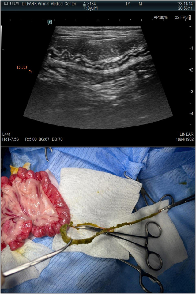 순이(고양이)는 초음파검사 상에서 선상 이물로 인한 장폐색시 관찰되는 아코디언(물결) 모양의 협착 소견이 확인되었다.(위 사진) 순이의 장내 이물은 무척 길었으며 장을 세군데나 절개하고 나서야 모두 제거할 수 있었다. 그 이물의 원인체는 거즈 붕대였다. (아래 사진).박순석동물메디컬센터 제공