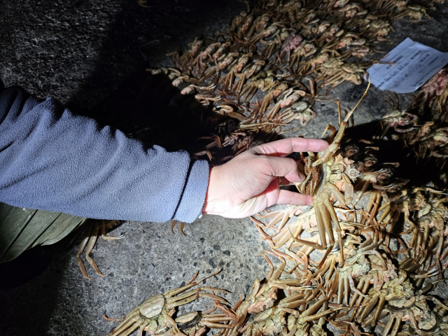 15일 오전 포항해경이 포항시 남구 한 항포구에서 대게 불법 포획·운반 일당에게서 압수한 암컷 대게. 포항해양경찰서 제공.