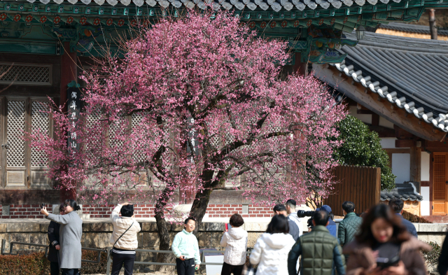 경남지역 낮 최고 기온이 17도까지 오른 15일 오후 국내 삼보사찰 중 하나인 양산시 하북면 통도사에 홍매화가 펴 시선을 끌고 있다. 연합뉴스