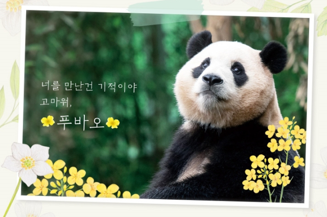 삼성물산 리조트부문이 운영하는 에버랜드는 4월초 중국으로 이동하는 푸바오가 3월 3일까지 판다월드 방사장에서 고객들과 만날 예정이라고 19일 밝혔다. 사진은 에버랜드 홈페이지에 공지된 푸바오 응원 이미지. 연합뉴스