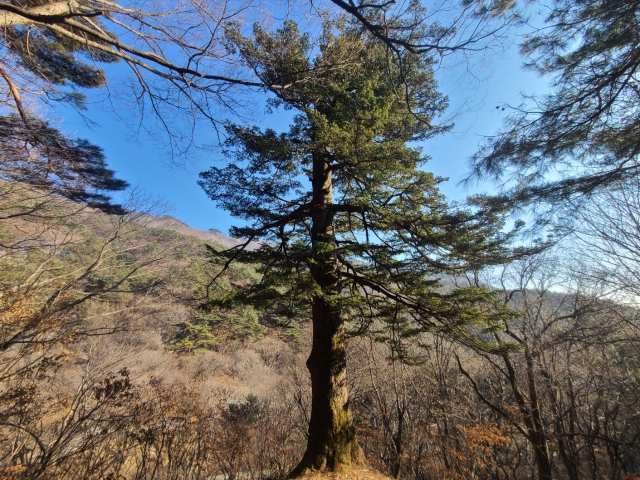 경북 봉화군 각화사 전나무는 봉화군이 지정한 보호수다. 봉화군 제공