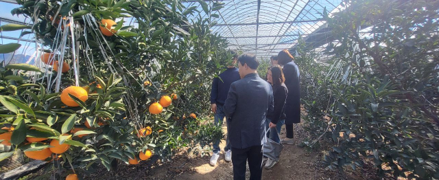 구미에서 재배되는 레드향. 구미시 제공